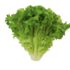 Alface Crespa
