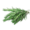 Alecrim