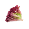 Alface Roxa