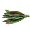 Almeirão Roxo