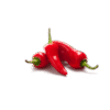 Pimenta Dedo de Moça