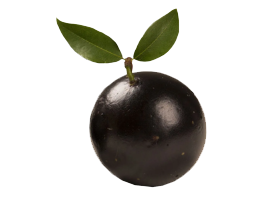 Jabuticaba